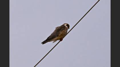 Ala doğan