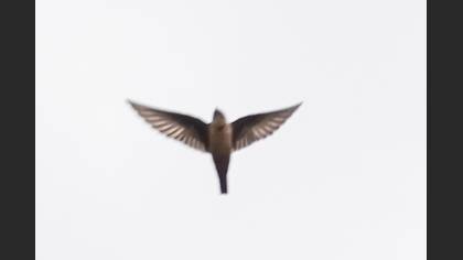 Eurasian Crag Martin