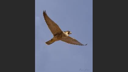 Peregrine Falcon