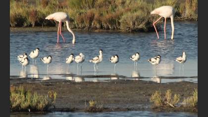 Pied Avocet