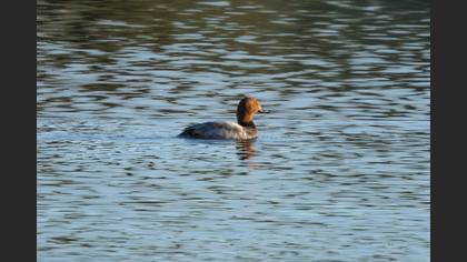 Common Pochard