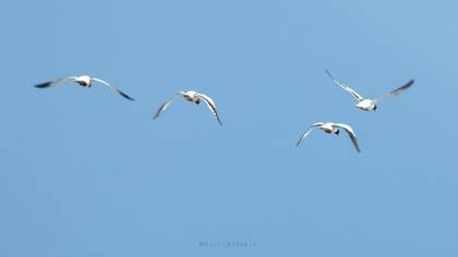 Suna