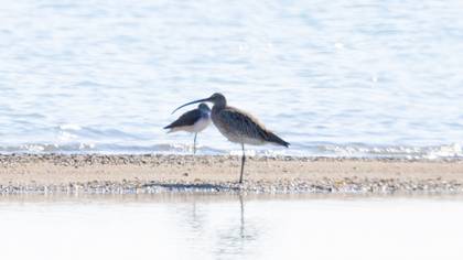 Eurasian Curlew