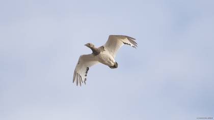 Little Bustard