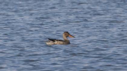 Northern Shoveler