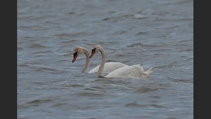 Mute Swan