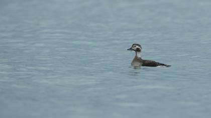 Long-tailed Duck