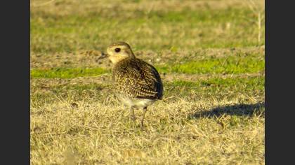 European Golden Plover
