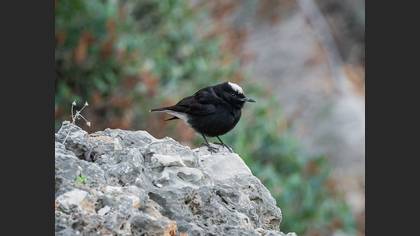 White-crowned Wheatear
