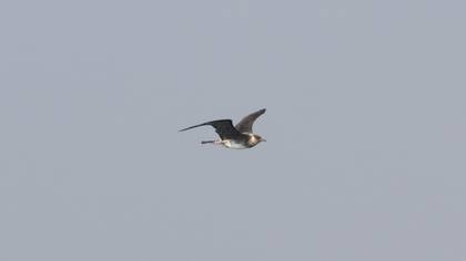 Pomarine Jaeger