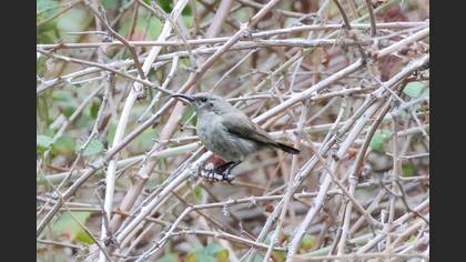 Palestine Sunbird