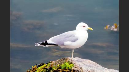 Mew Gull