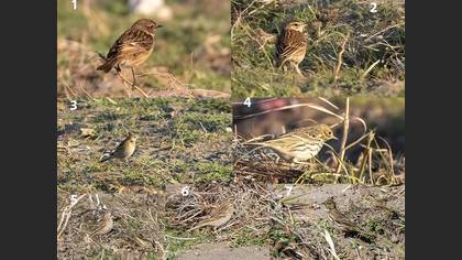 Tanımsız