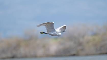 Küçük ak balıkçıl
