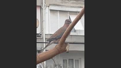 Küçük kumru