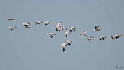 Great White Pelican