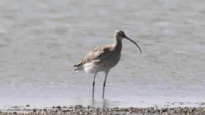 Eurasian Curlew