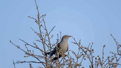 Common Cuckoo