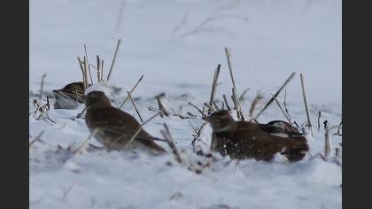 Calandra Lark