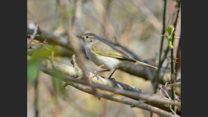 Eastern Bonelli`s Warbler