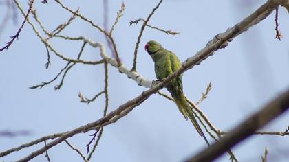 Rose-ringed Parakeet