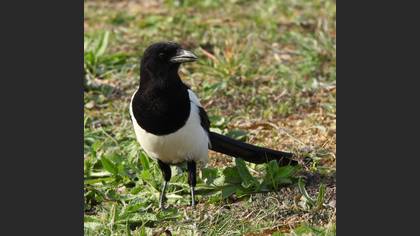 Eurasian Magpie