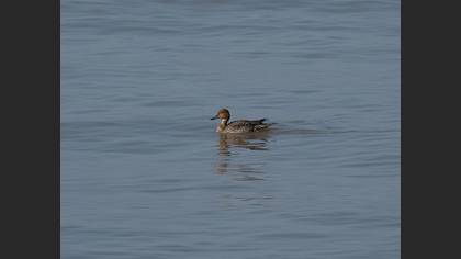 Northern Pintail