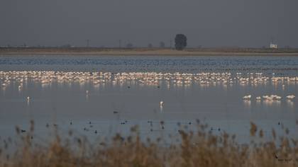 Greater Flamingo