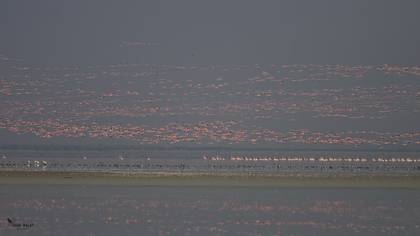Greater Flamingo