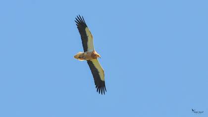 Egyptian Vulture