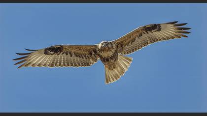 Long-legged Buzzard