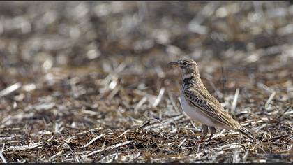 Bimaculated Lark