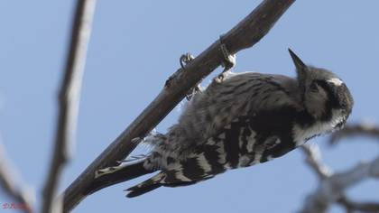 Lesser Spotted Woodpecker