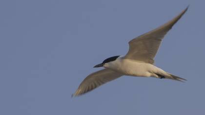 Gull-billed Tern