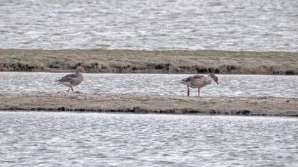 Greylag Goose