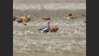 Red-breasted Goose