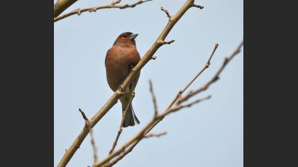 Common Chaffinch