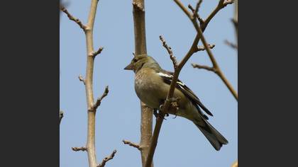 Common Chaffinch
