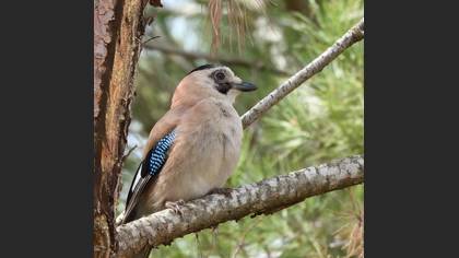 Eurasian Jay