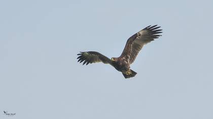 Greater Spotted Eagle