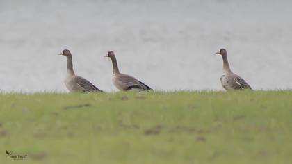 Greater White-fronted Goose