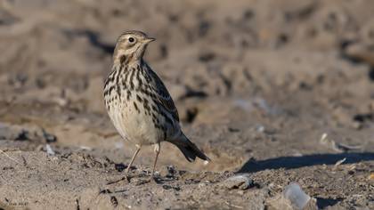 Red-throated Pipit