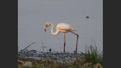 Greater Flamingo