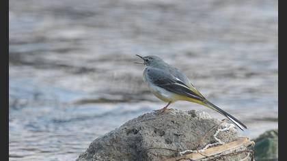 Grey Wagtail