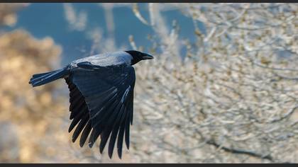 Hooded Crow