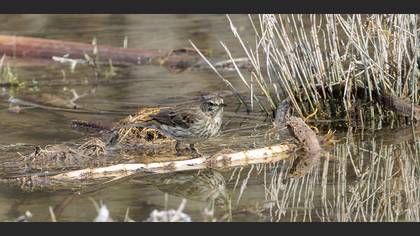 Water Pipit