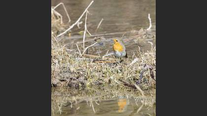 European Robin
