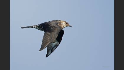 Pomarine Jaeger
