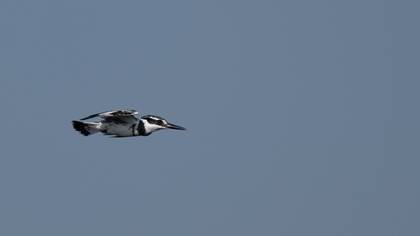 Pied Kingfisher