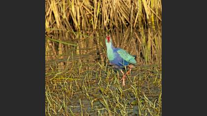 Grey-headed Swamphen